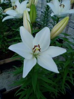 [1645 BrightDiamondo No01.JPG]